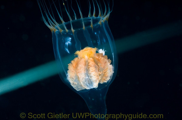 pelagic jelly underwater