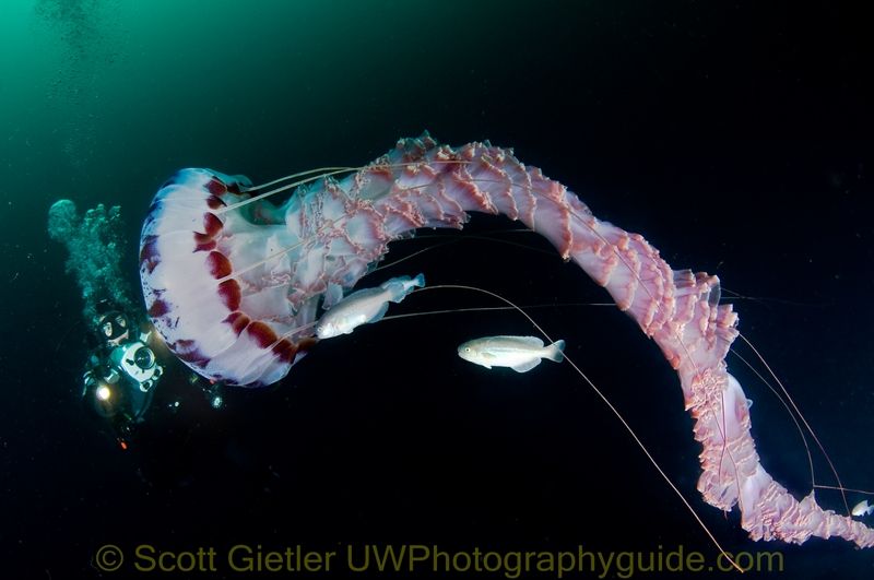 big purple jellyfish underwater photo