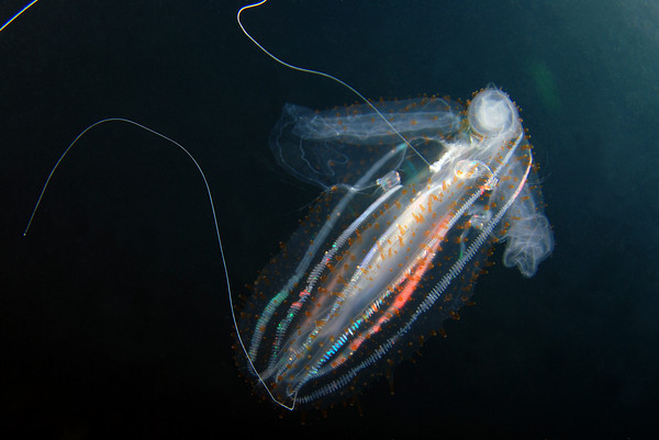 comb jelly underwater photo