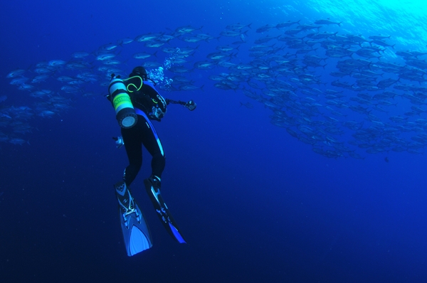 open water diving for sharks, cocos island