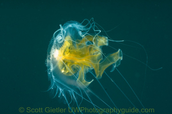 pelagic invertebrate