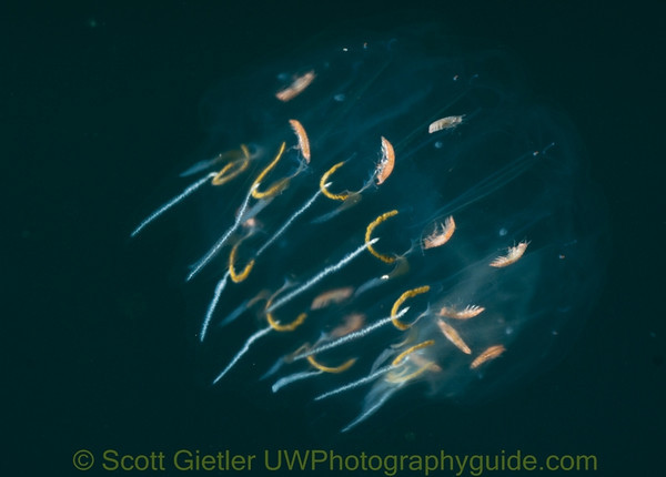 underwater photo of a salp