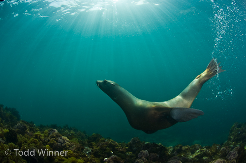 ambient light underwater photography by Todd Winner