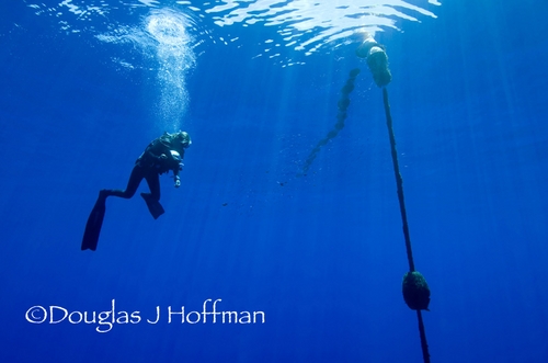blue water dive in Tonga