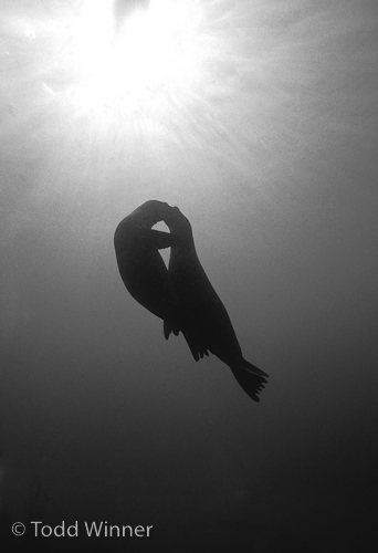 ambient light underwater photography