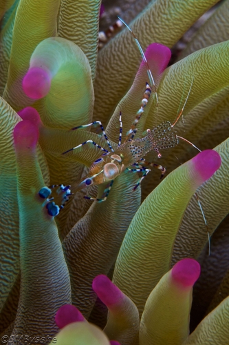 2-Shrimp-and-Anemone.jpg