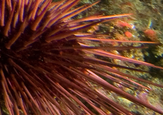 Sigma 8-16 mm Telephoto Zoom Lens Example 2