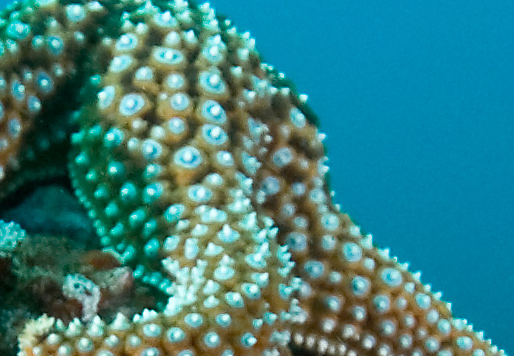 Sigma 8-16 mm Telephoto Zoom Lens Example 2