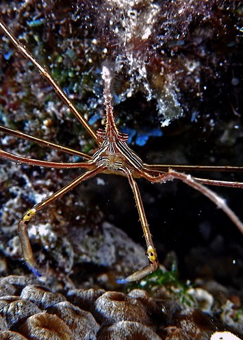 Sea & Sea DX-2G Underwater photos