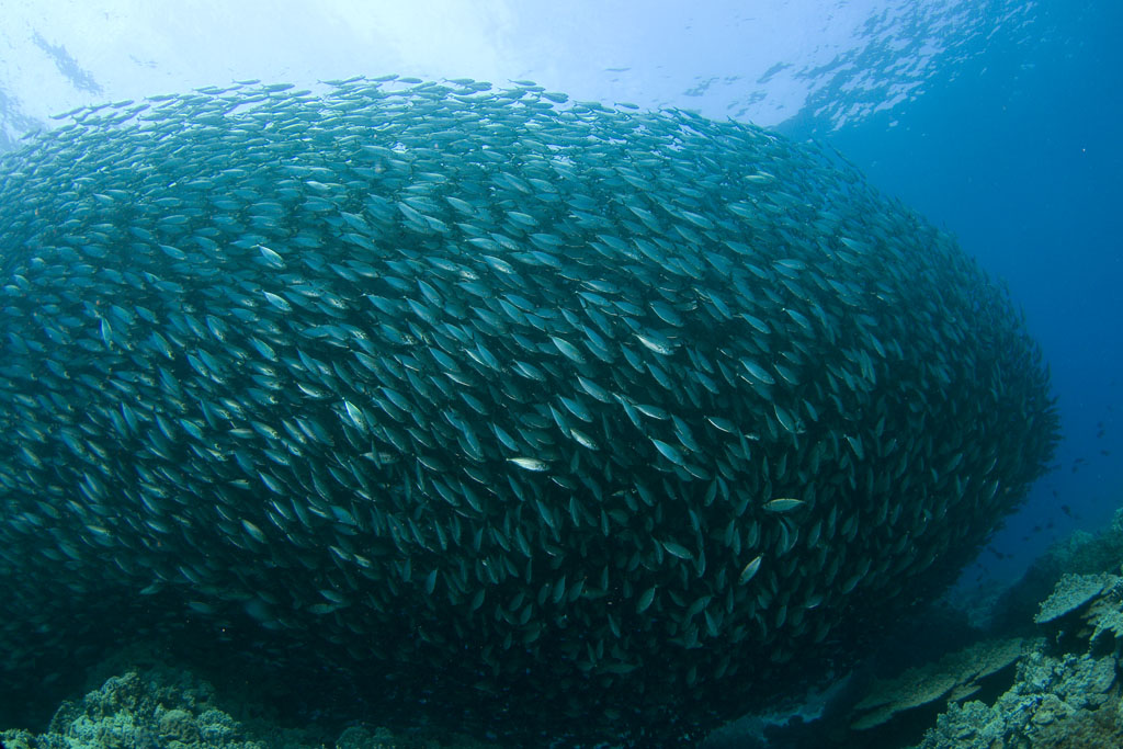 Akule School in kona, hawaii
