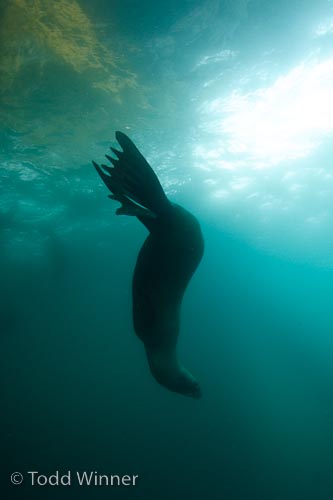 canon 7d nauticam housing