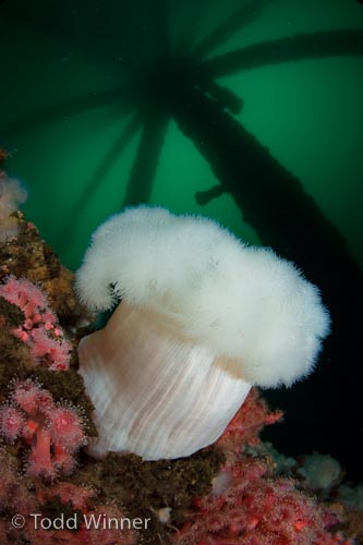 canon 7d underwater photography