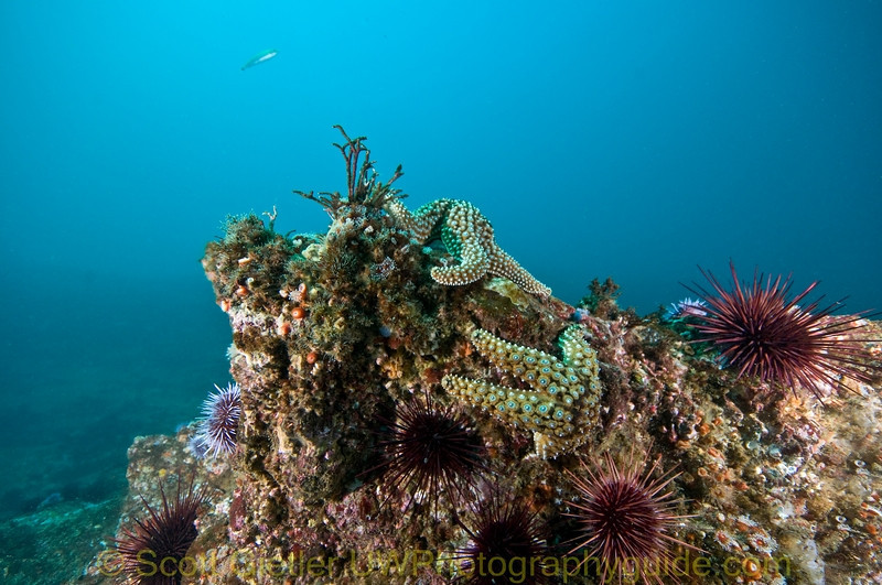 Sigma 8-16 mm Telephoto Zoom Lens Example 2