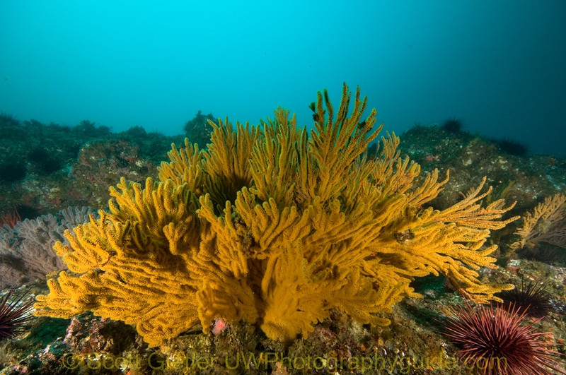 Sigma 8-16 mm Telephoto Zoom Lens Example 4