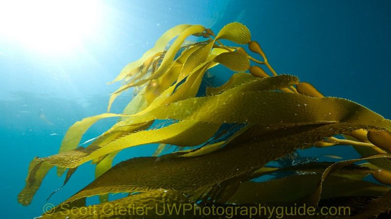 Sigma 8-16 mm Telephoto Zoom Lens Example 5