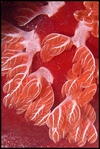 spanish dancer underwater photo, taken while diving the red sea, egypt