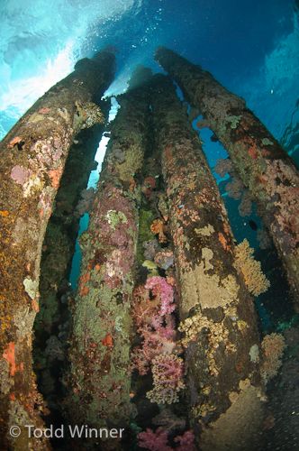 cuttlefish underwater photo using the lightroom lens correction