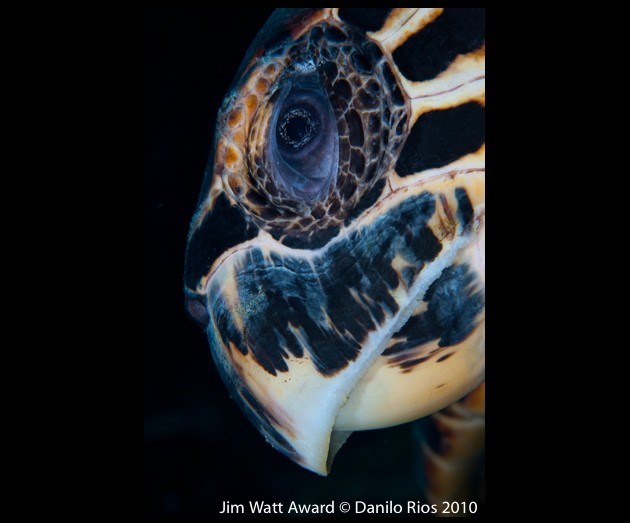 little cayman digital shootout underwater photography contest