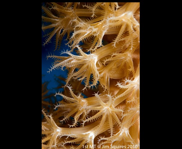 little cayman digital shootout underwater photography contest