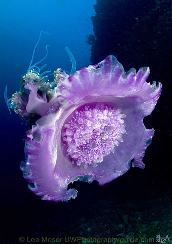 maldives underwater photography by lea moser