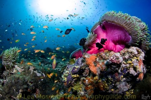 maldives underwater photography by lea moser
