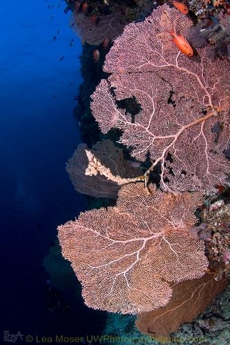 maldives underwater photography by lea moser