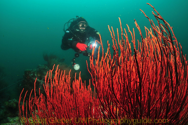 red sea fan diver