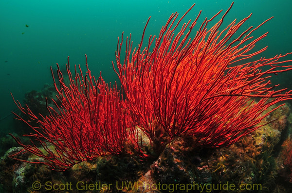 underwater photography with one strobe