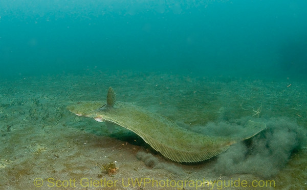 large halibut underwater photo