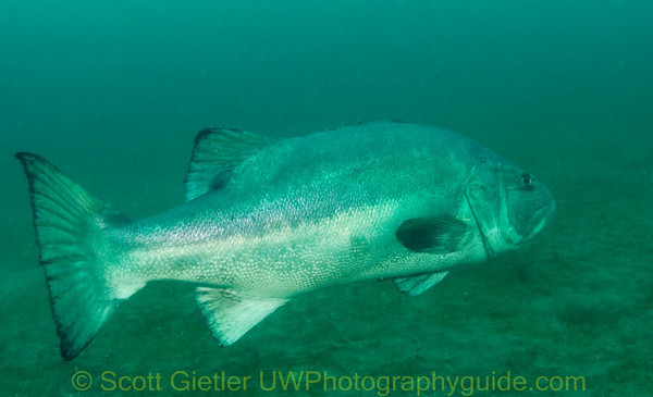giant black sea bass, one flash