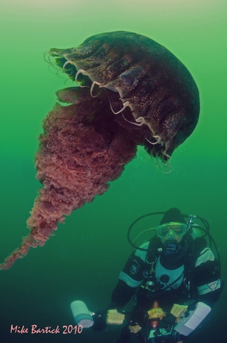 sea nettle jellyfish underwater with diver