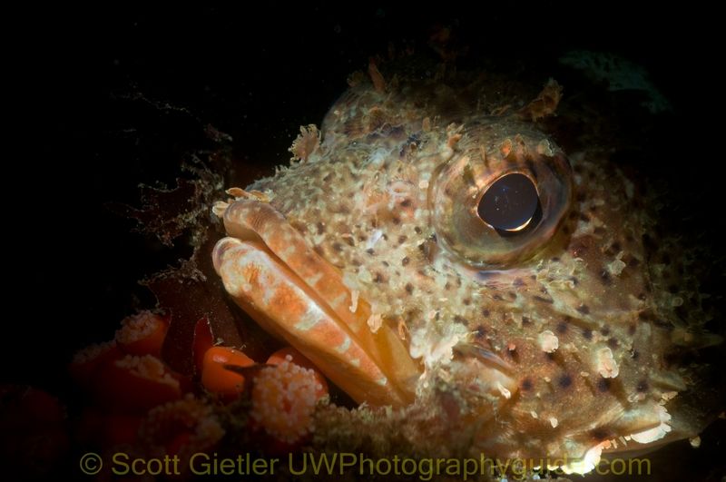 snooted fish underwater photo