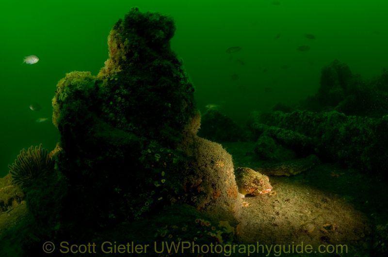 snooted fish underwater photo