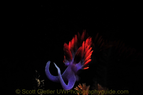 underwater snoot photography