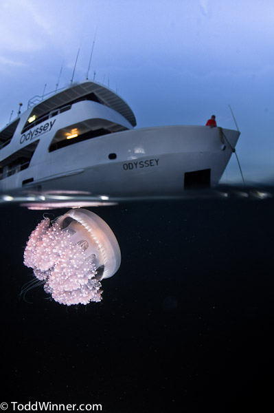 jelllyfish and boat underwater split shot