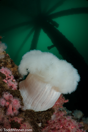 oil rigs wide angle underwater photography