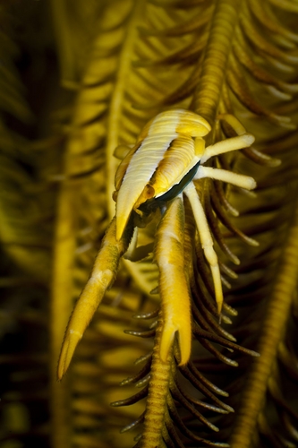 underwater photography in raja ampat on the arenui dive liveaboard