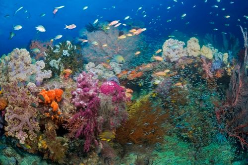 underwater photography in Misool, raja ampat