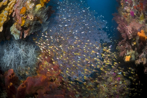 sea fan in Misool, raja ampat