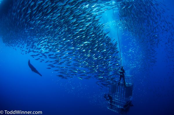 baitball and sea lion at Guadalupe island