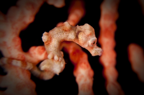 pygmy seahorse, raja ampat, indonesia