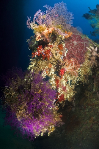 colorful life in triton bay, west papua