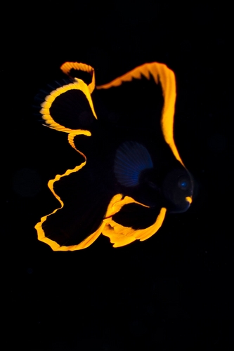 juvenile batfish muck diving raja ampat