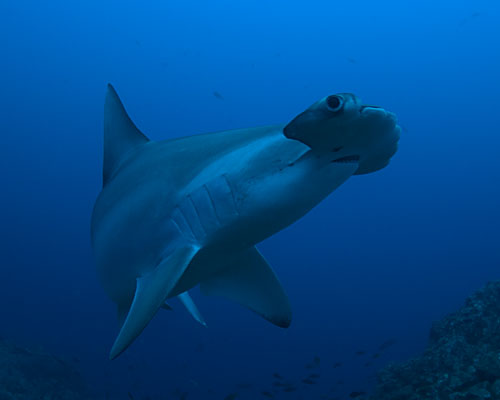 hammerhead shark underwater photography