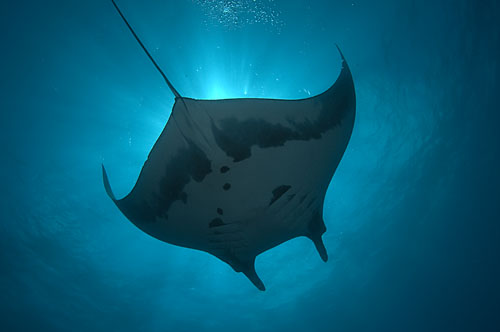 manta ray seen from the solmar V underwater