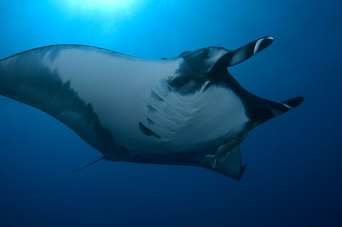 manta ray underwater photo