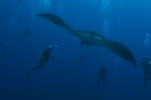 manta ray at socorro island underwater photography