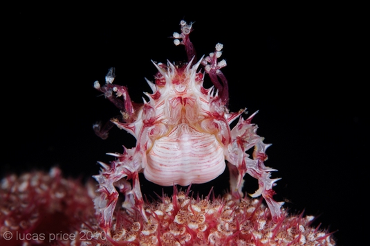 soft coral crab, kimbe bay
