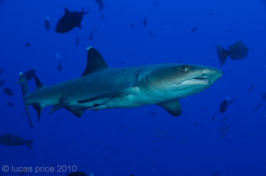 whitetip reef shark