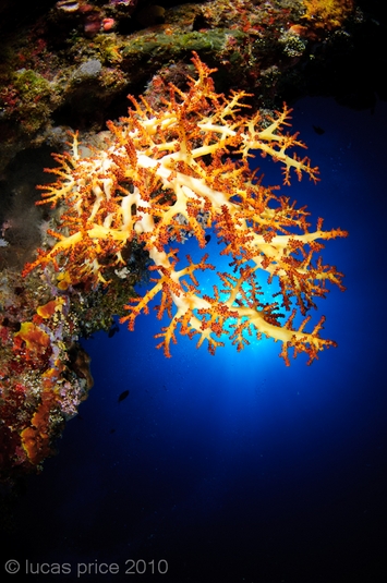 diving kimbe bay for underwater photography